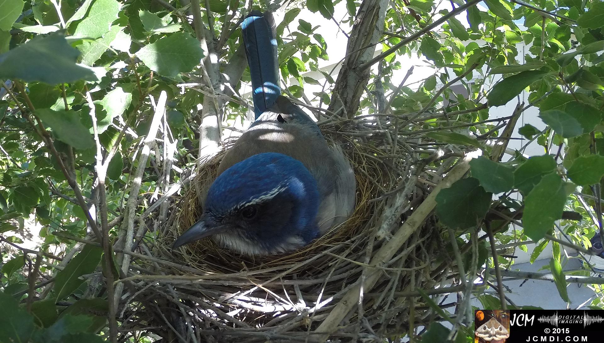 Female Scrub Jay on nest Documentary GoPro Hero3+ Black polecam 4-4-2015 Santa Clarita JCMDI.COM